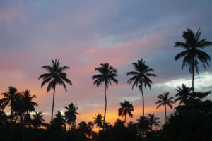 Coconut palms against a tropical sunset at Talalla Retreat, Sri Lanka